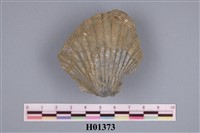 藏品(白櫻蛤)的圖片